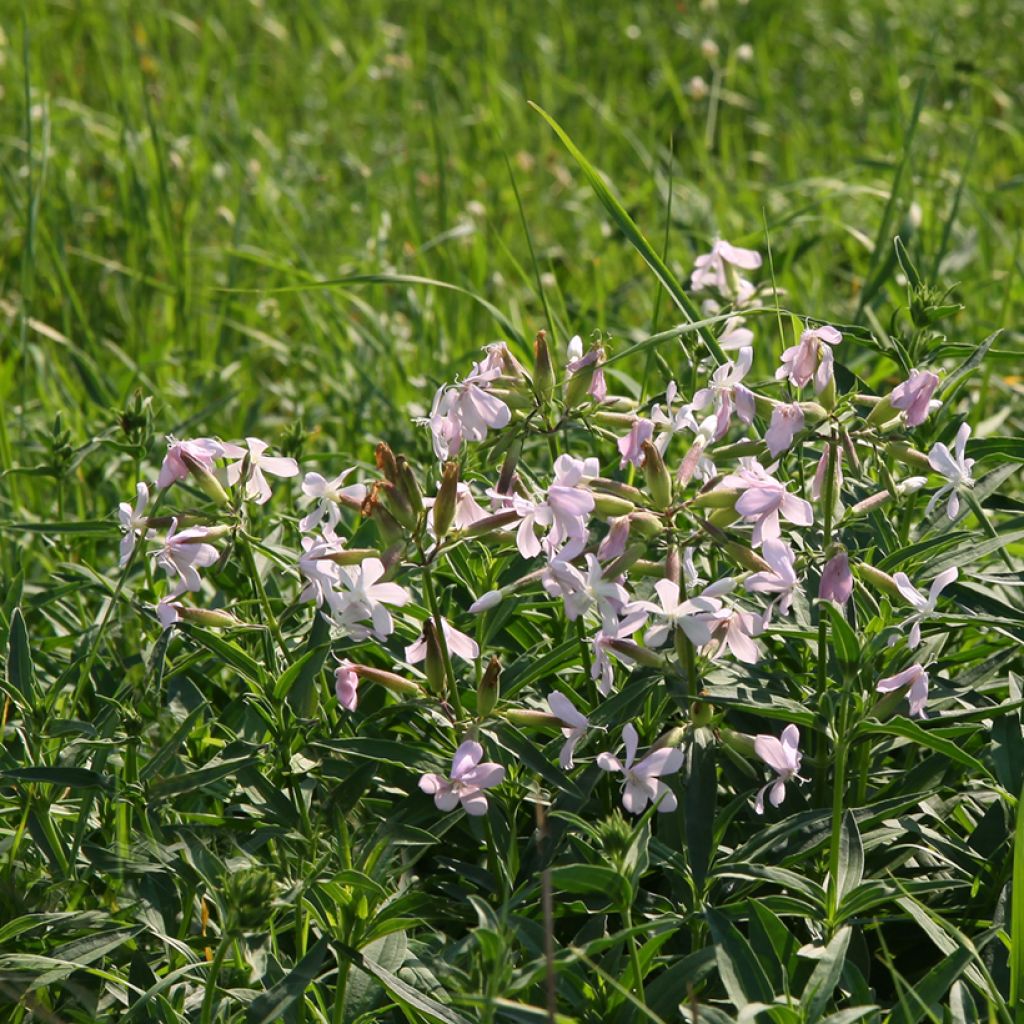 Saponaria officinalis - Gemeines Seifenkraut