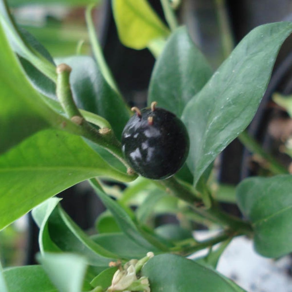 Sarcococca confusa - Schleimbeere