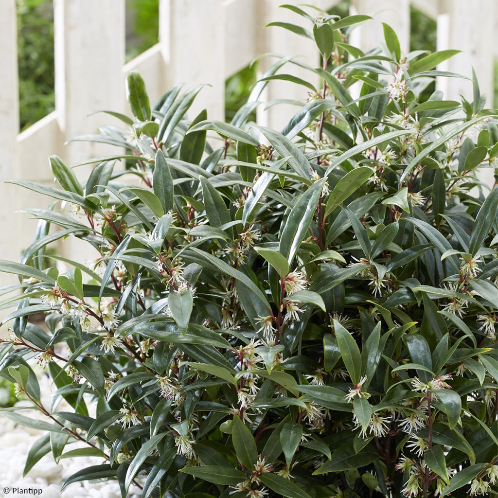 Sarcococca hookeriana var. digyna Purple Gem - Schleimbeere