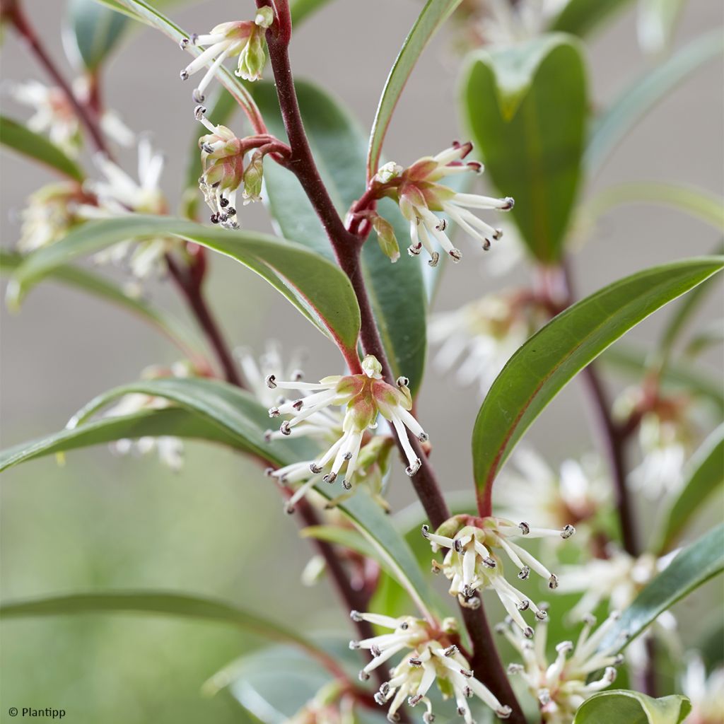 Sarcococca hookeriana Purple Gem ('PURPLERIJ1')