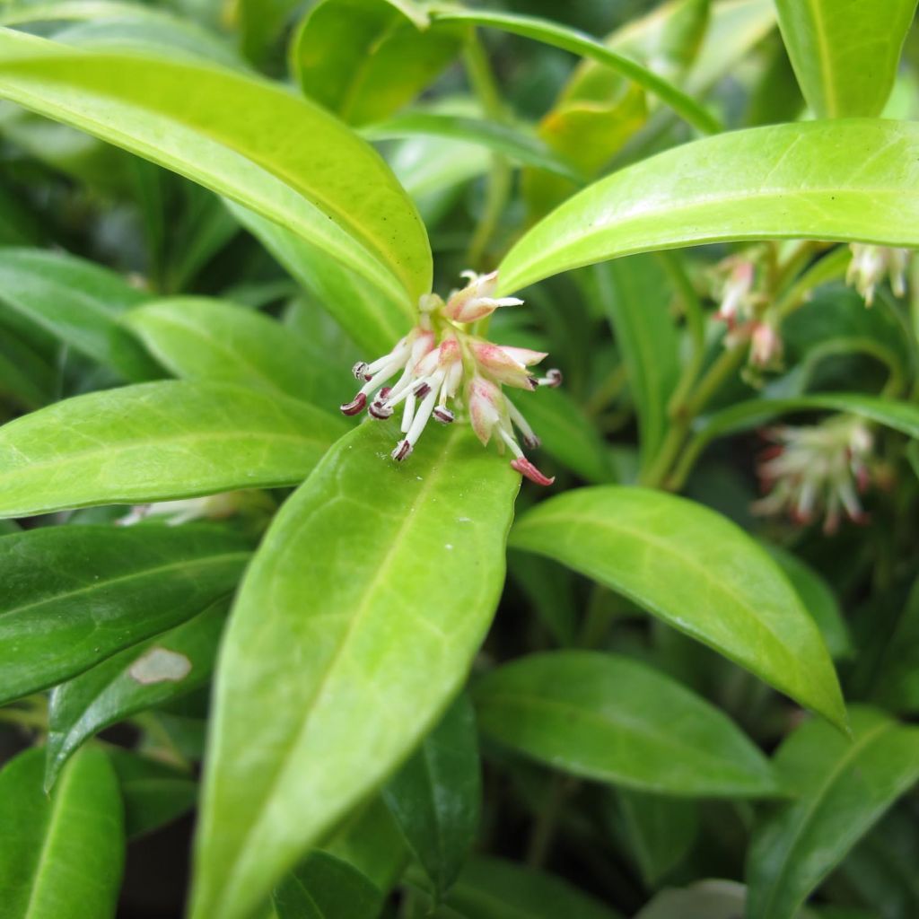 Sarcococca hookeriana var. humilis - Schleimbeere