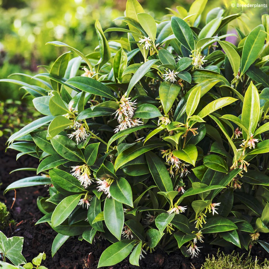 Sarcococca hookeriana var. humilis Fragrant Mountain - Schleimbeere