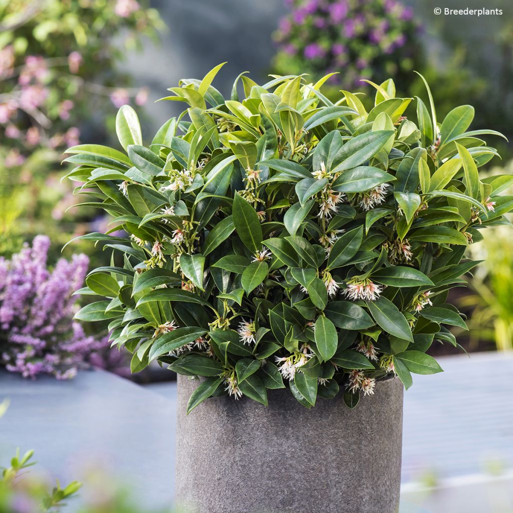 Sarcococca hookeriana var. humilis Fragrant Mountain - Schleimbeere