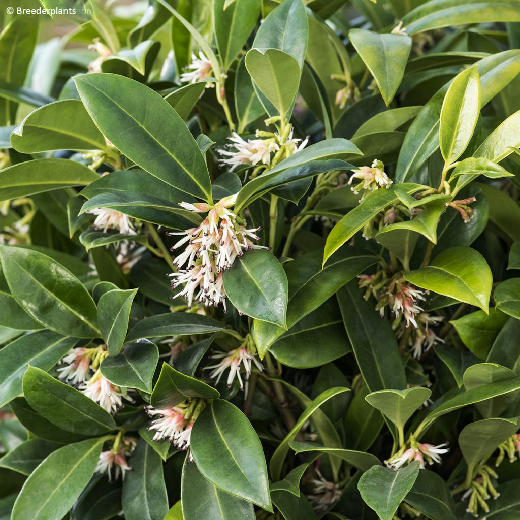 Sarcococca hookeriana var. humilis Fragrant Mountain - Schleimbeere