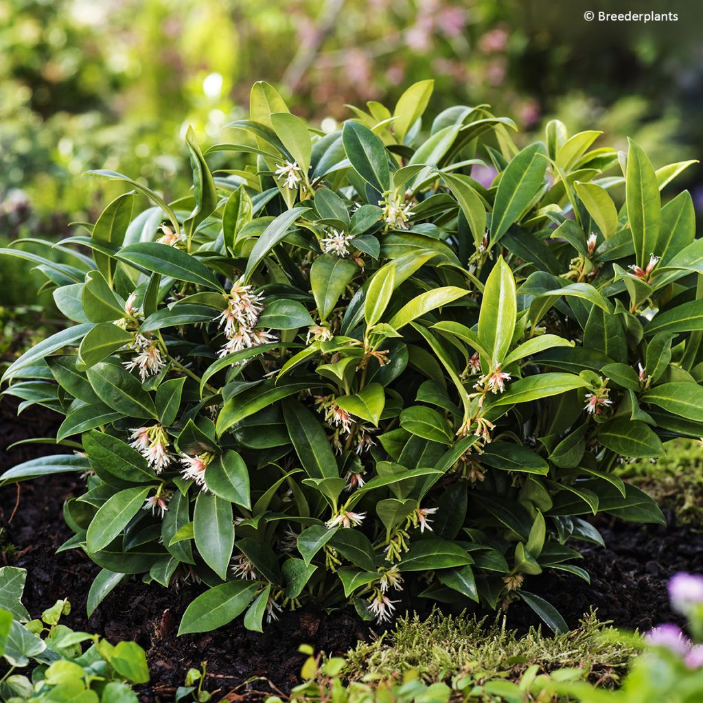 Sarcococca hookeriana var. humilis Fragrant Mountain - Schleimbeere