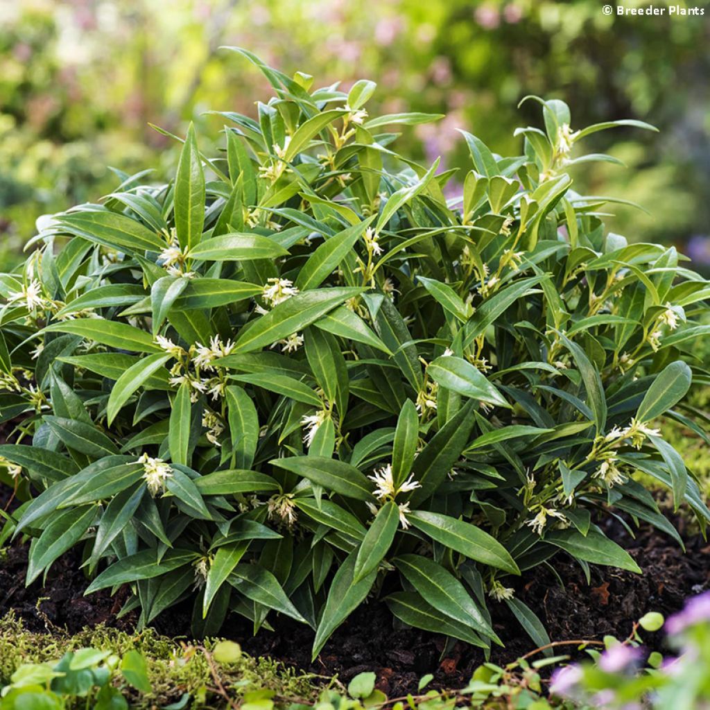 Sarcococca hookeriana var.humilis Fragrant Valley - Schleimbeere