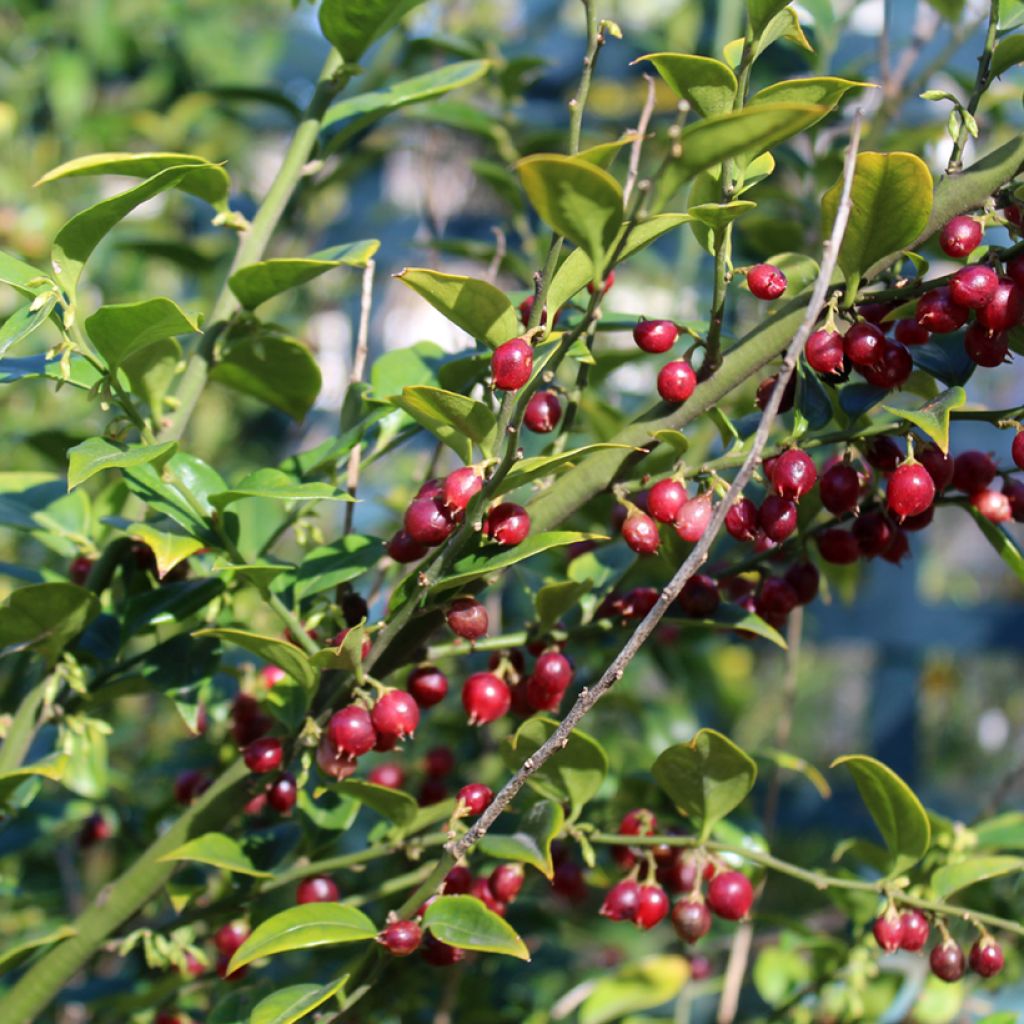 Sarcococca ruscifolia - Schleimbeere