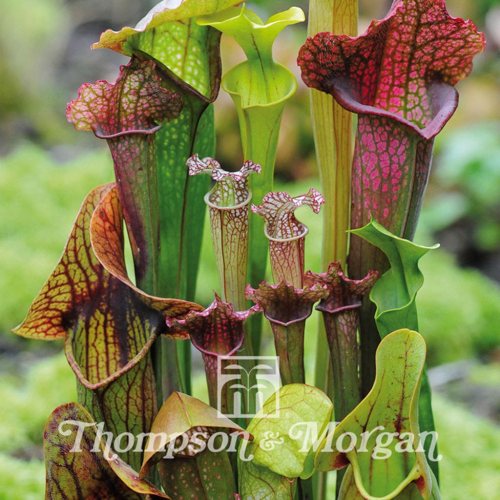 Sarracenia New Hybrids (Samen) - Schlauchblatt