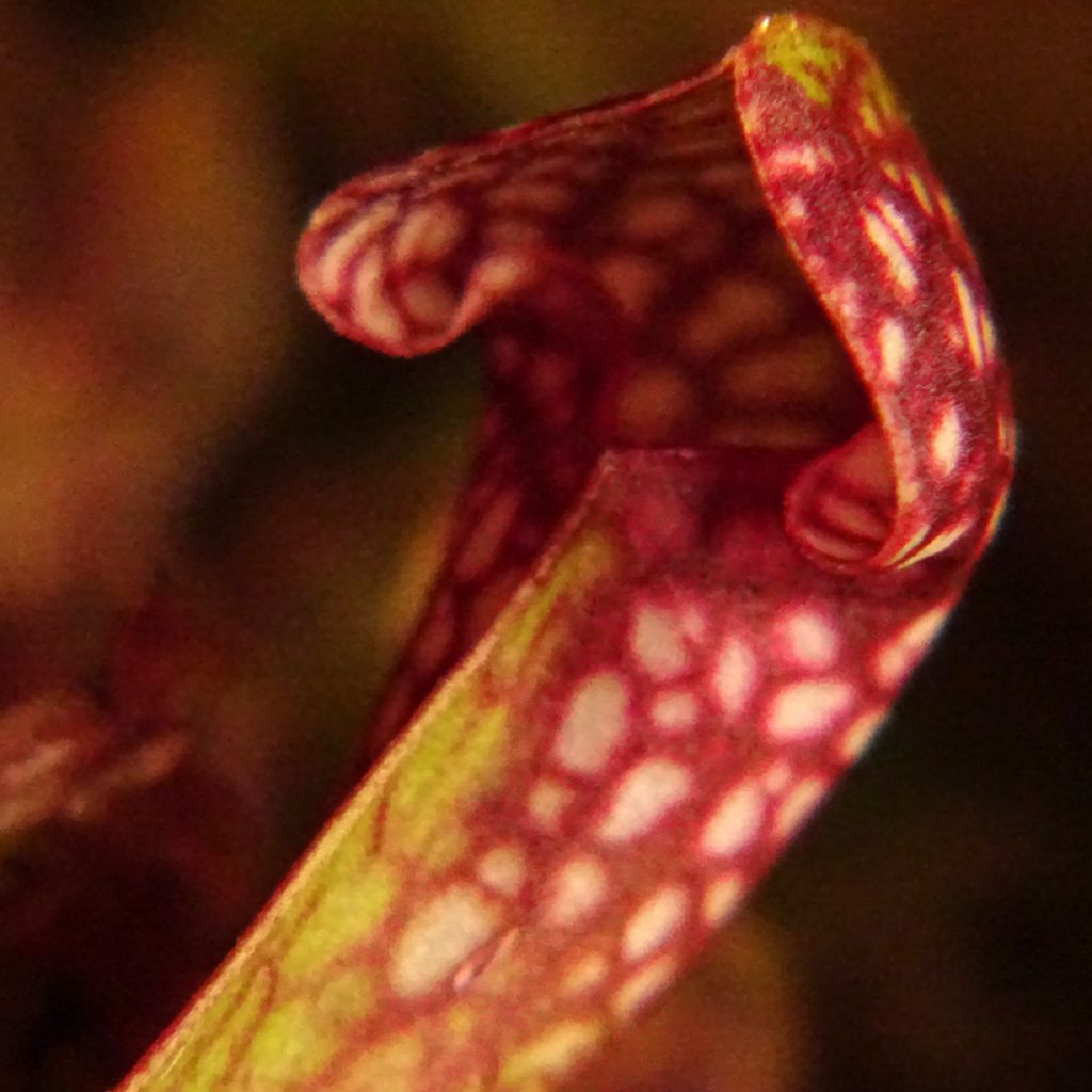 Sarracenia Scarlet Belle - Sarracénie, plante carnivore