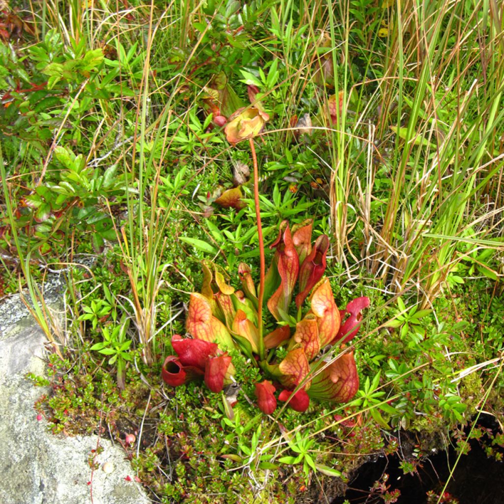 Sarracenia purpurea venosa - Sarracénie pourpre, plante carnivore