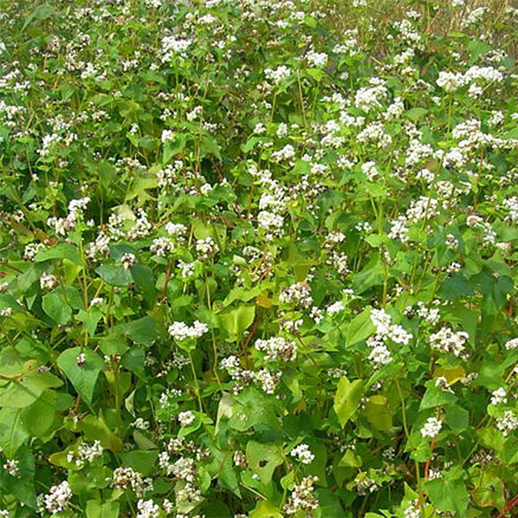 Echter Buchweizen (Grüner Dünger) - Fagopyrum esculentum