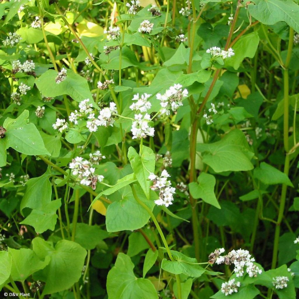 Echter Buchweizen - Fagopyrum esculentum