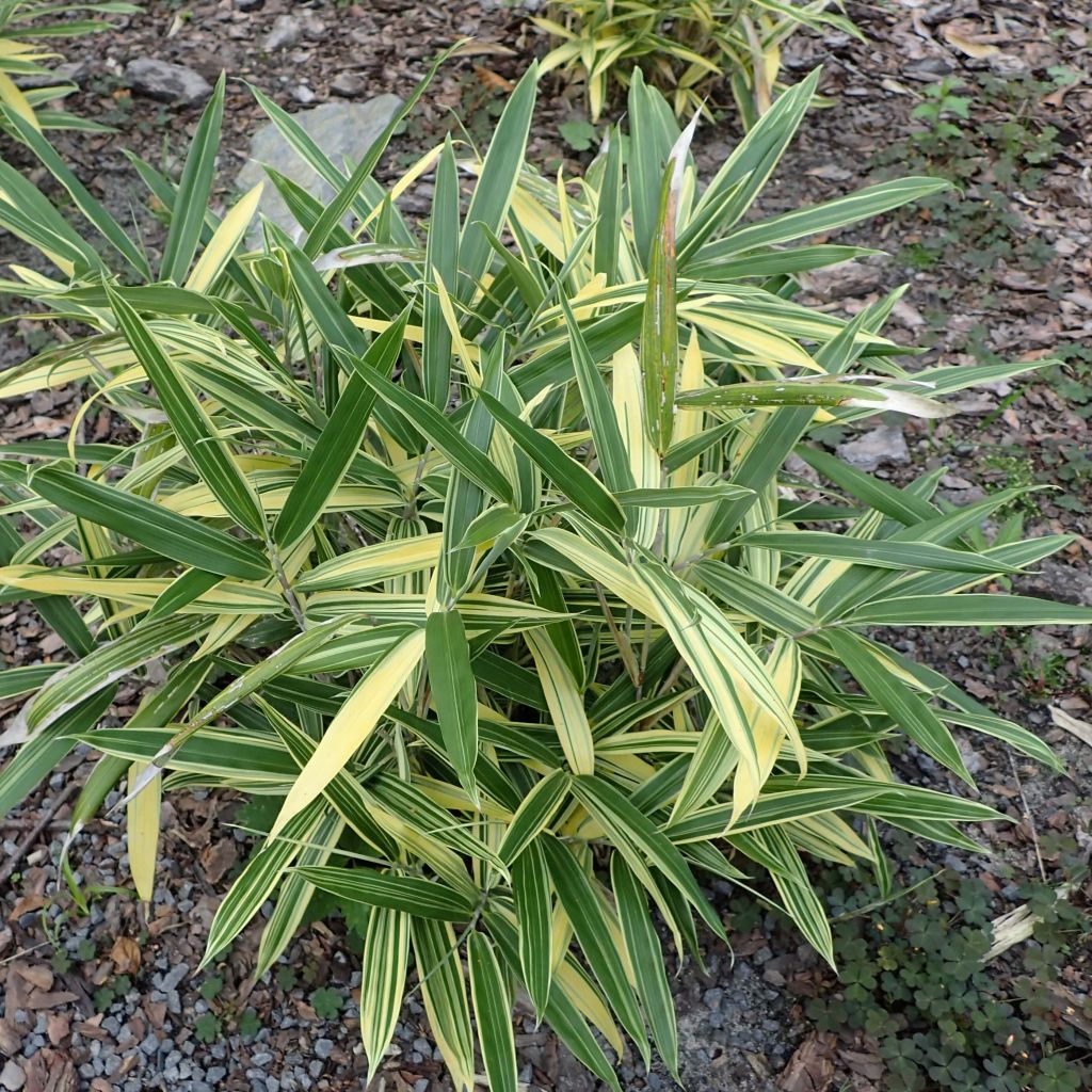 Sasaella masamuneana Albostriata - Bambou nain