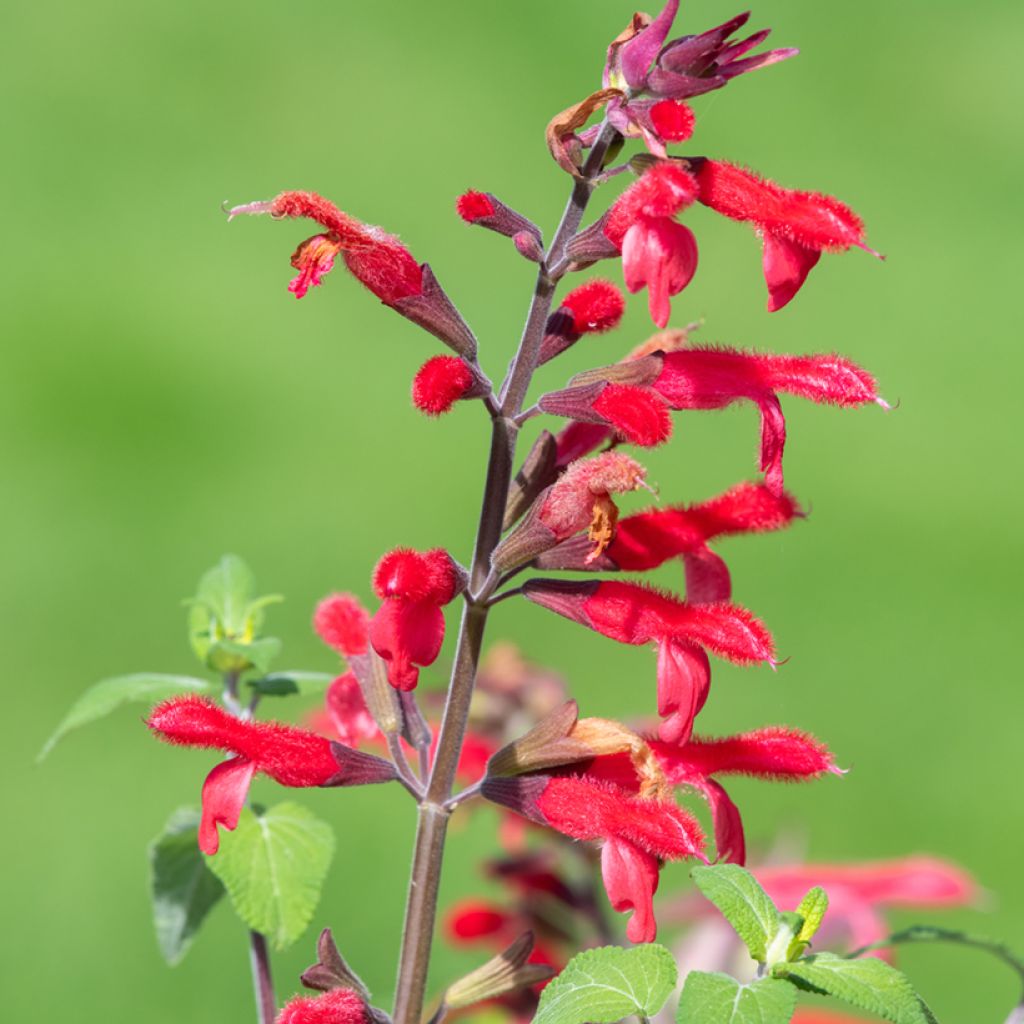 Zierlicher Salbei Ananas - Salvia elegans