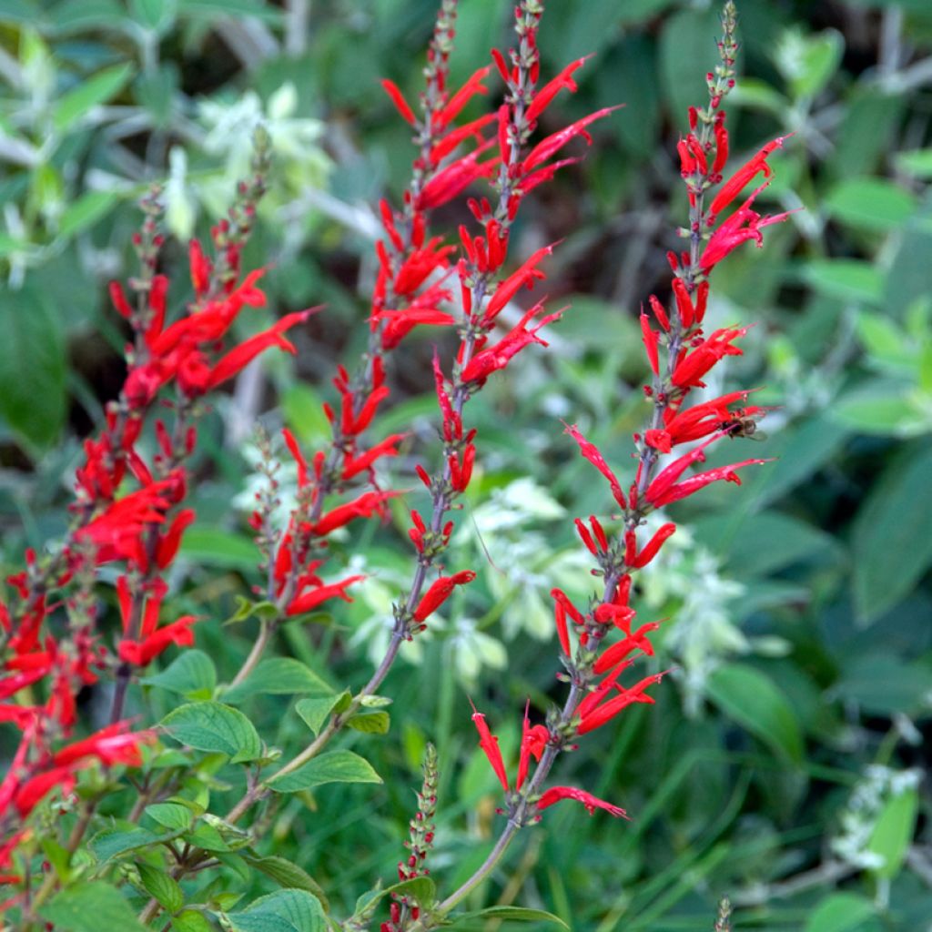 Zierlicher Salbei Ananas - Salvia elegans