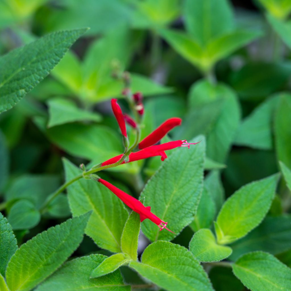 Zierlicher Salbei Ananas - Salvia elegans