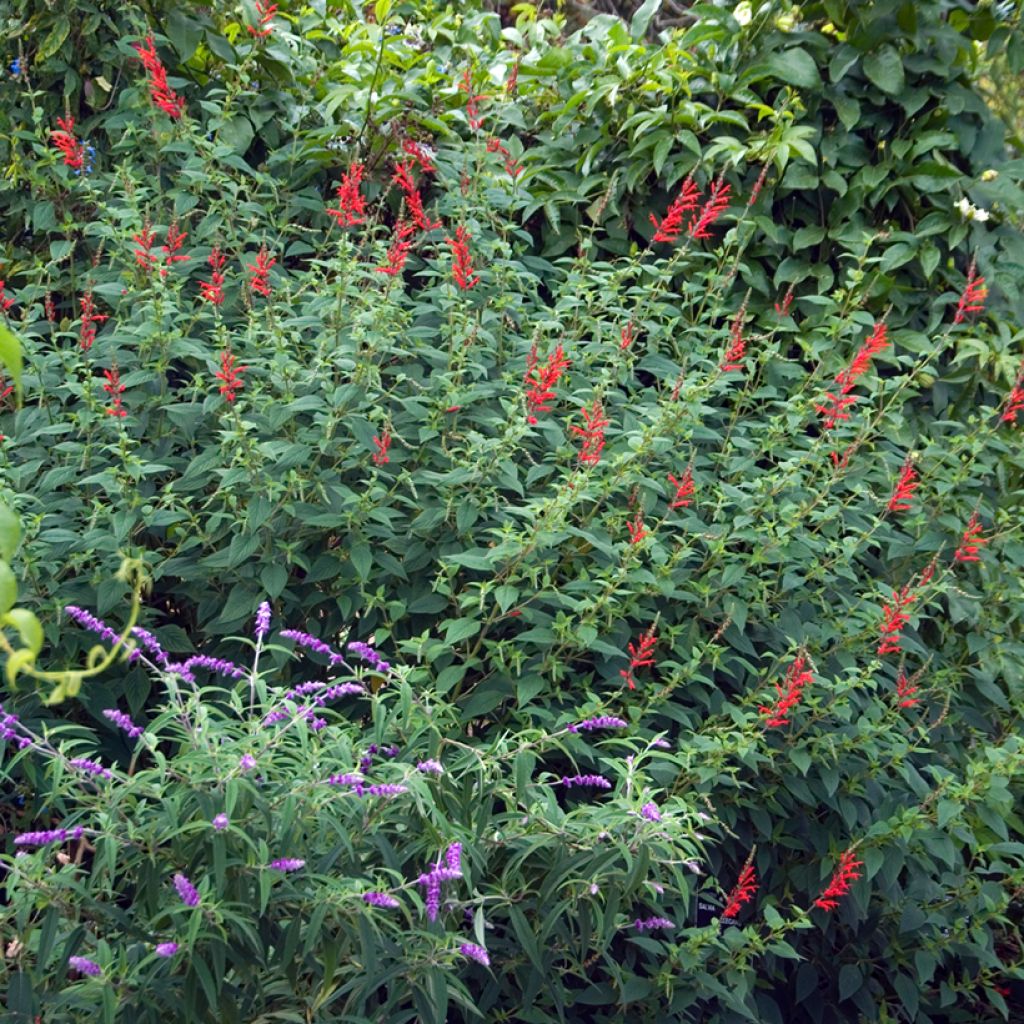 Zierlicher Salbei Ananas - Salvia elegans