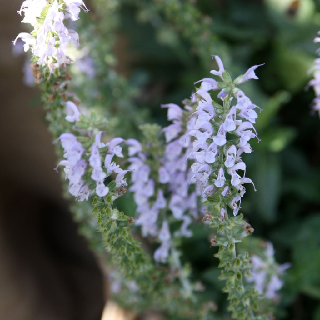 Salvia nemorosa Colorspires Crystal Blue - Steppen-Salbei