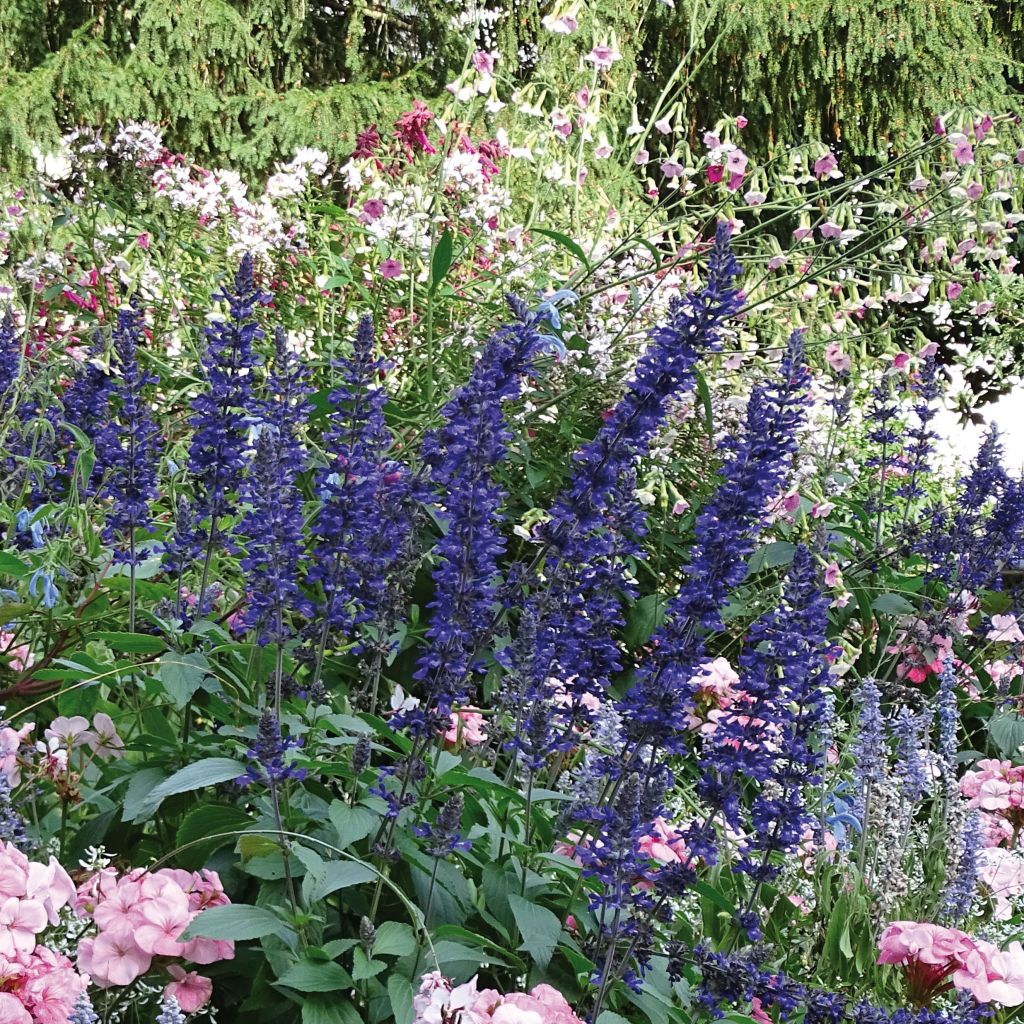 Sauge Mystic Spires - Salvia longispicata (x) farinacea