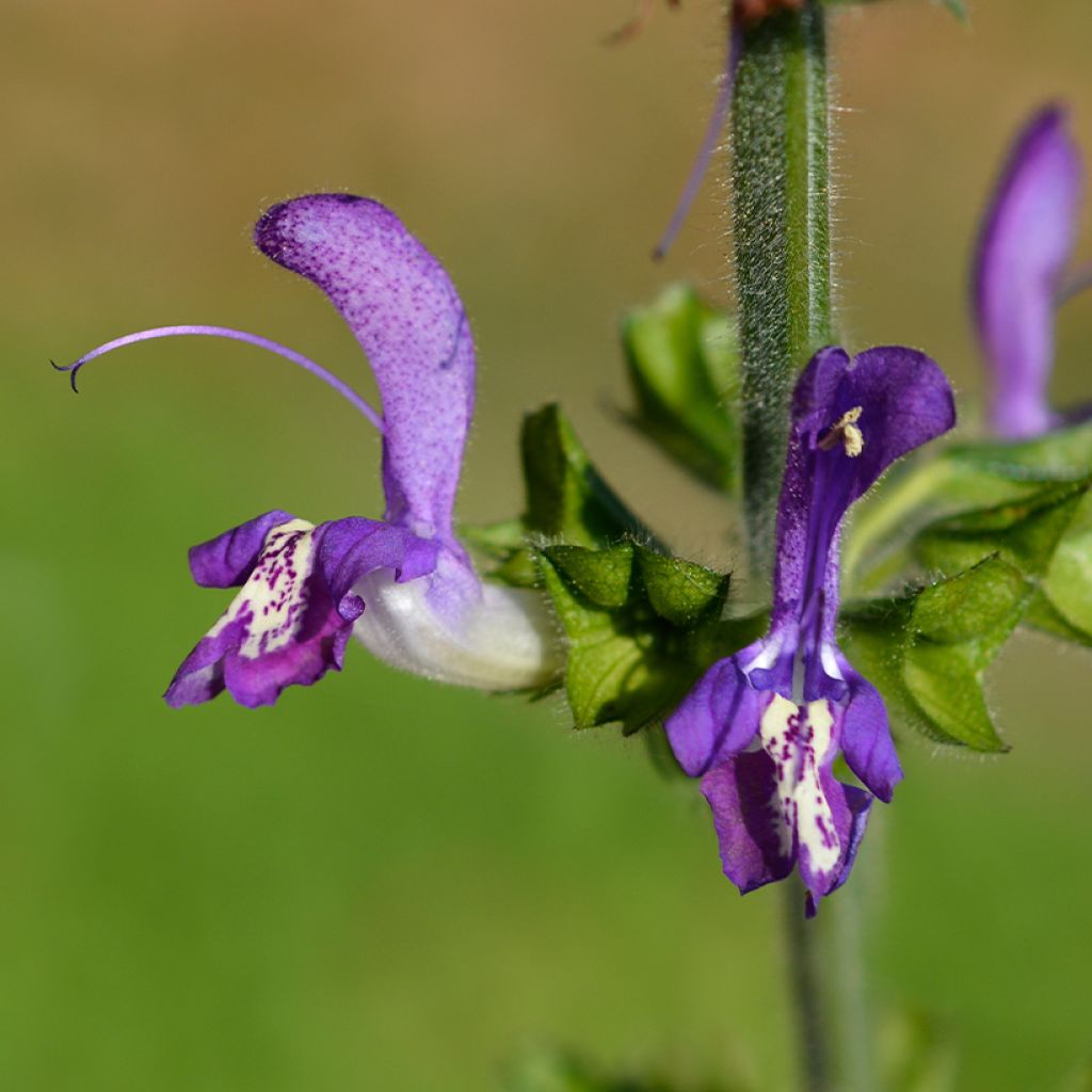 Salvia forsskaolei - Balkan-Salbei