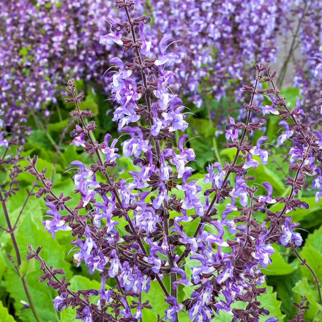 Salvia forsskaolei - Balkan-Salbei