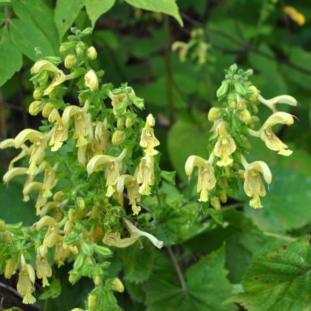 Salvia glutinosa - Klebriger Salbei