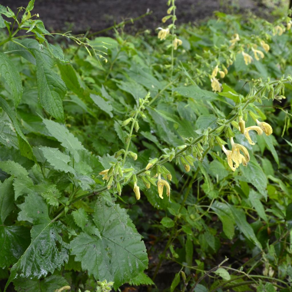 Salvia glutinosa - Klebriger Salbei