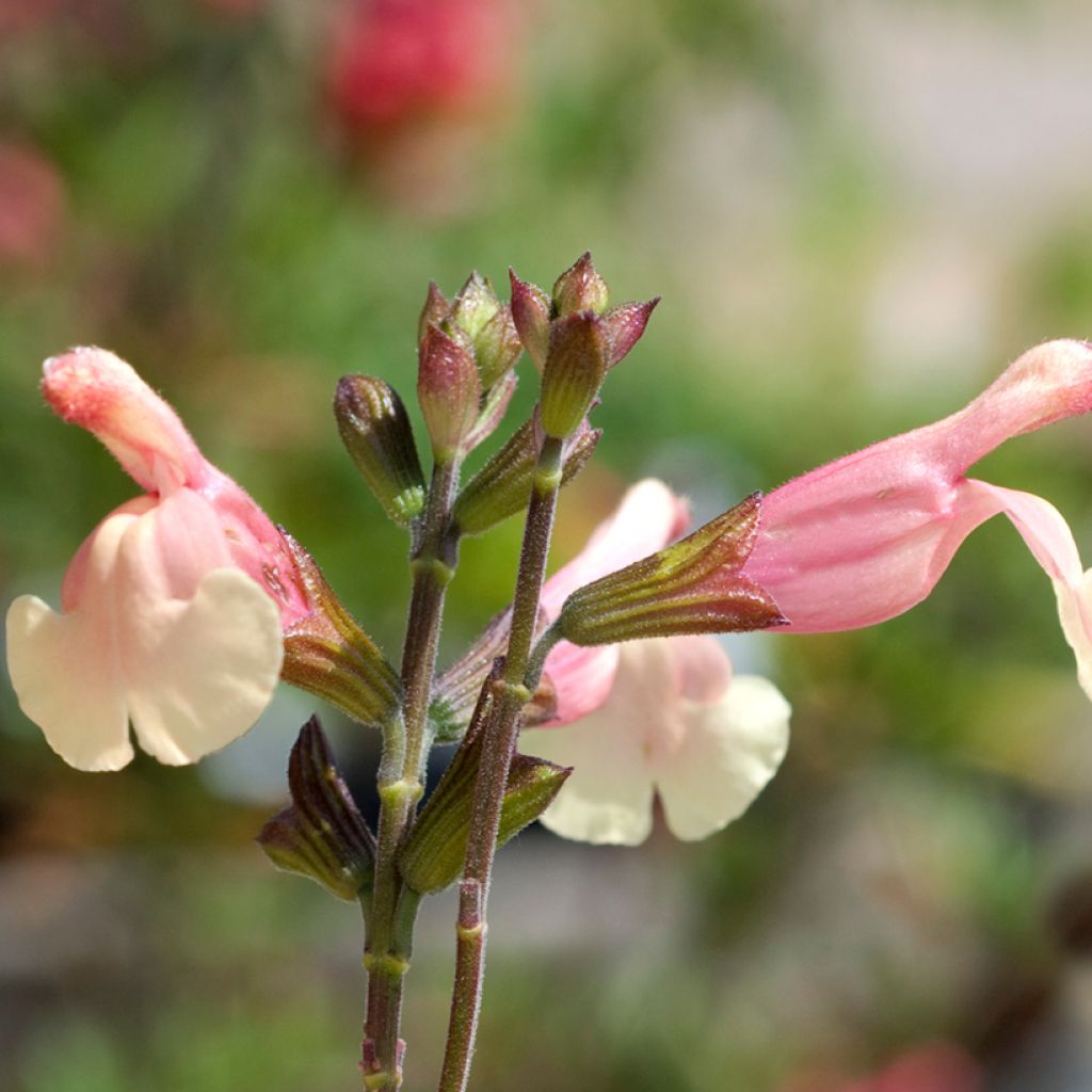 Salvia jamensis Sierra San Antonio