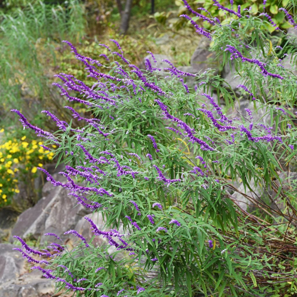 Salvia leucantha - Strauchige Salbei