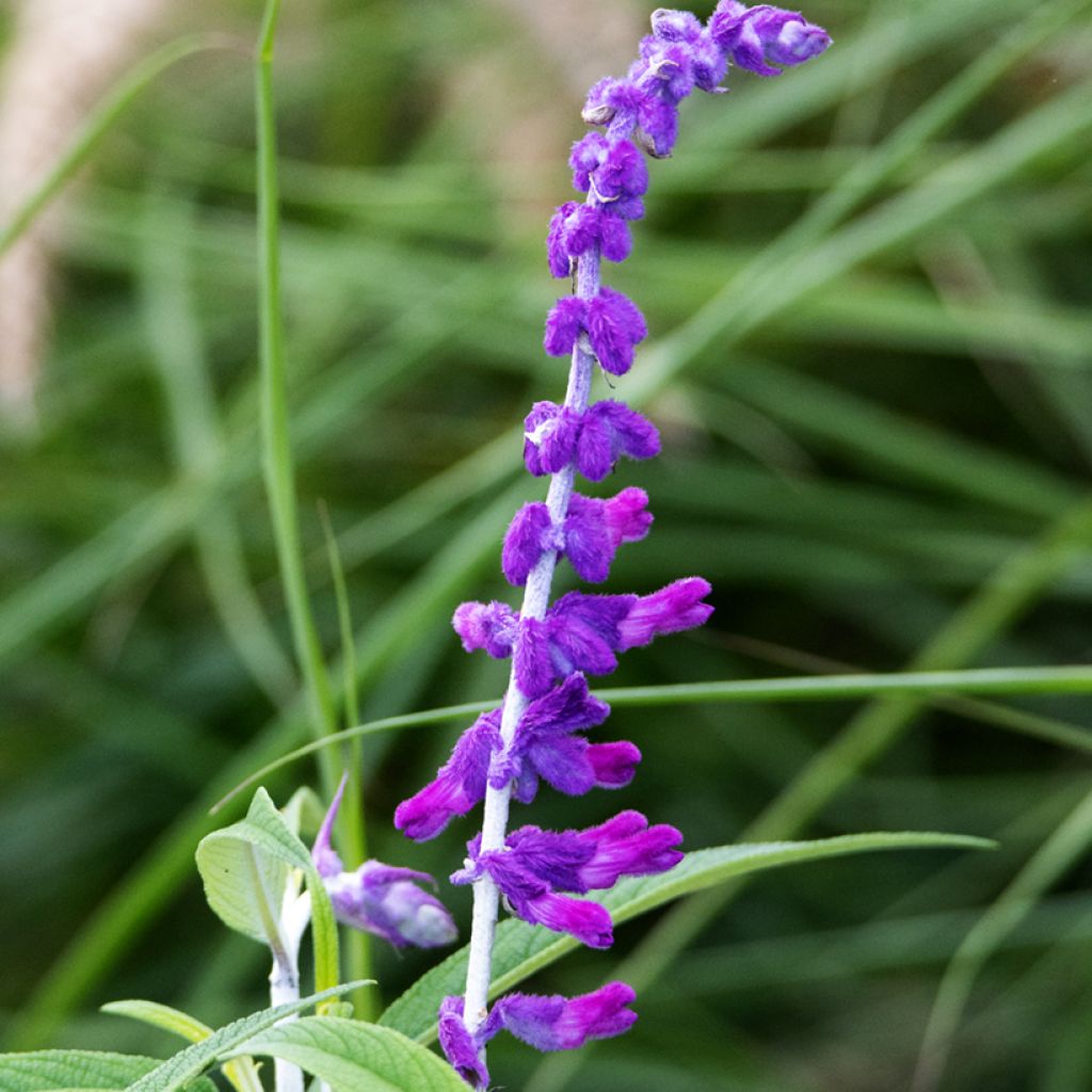 Salvia leucantha - Strauchige Salbei