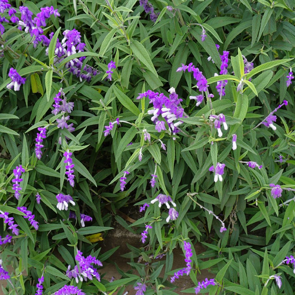 Salvia leucantha - Strauchige Salbei