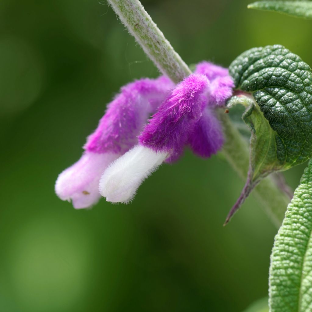 Salvia leucantha - Strauchige Salbei