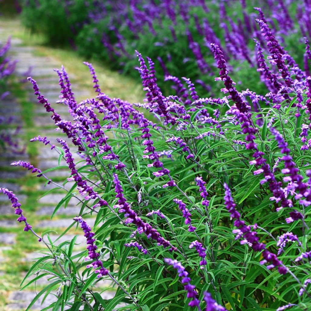 Salvia leucantha - Strauchige Salbei