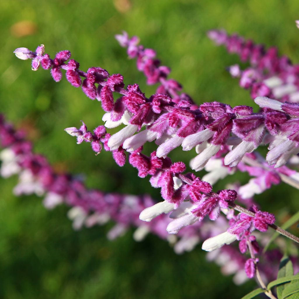 Salvia leucantha - Strauchige Salbei