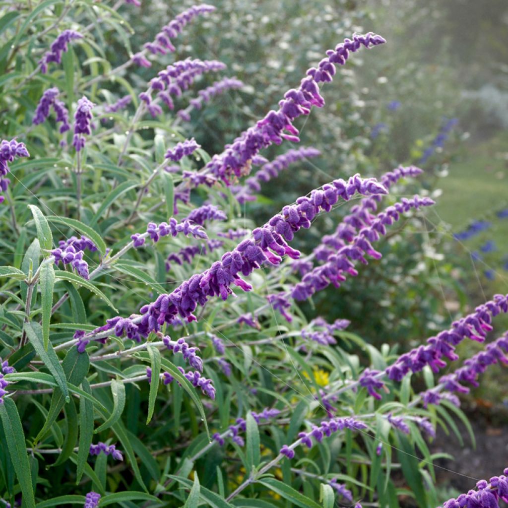 Salvia leucantha - Strauchige Salbei