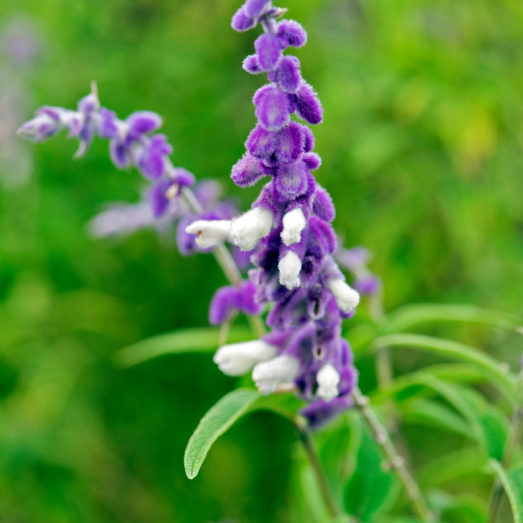 Salvia leucantha - Strauchige Salbei