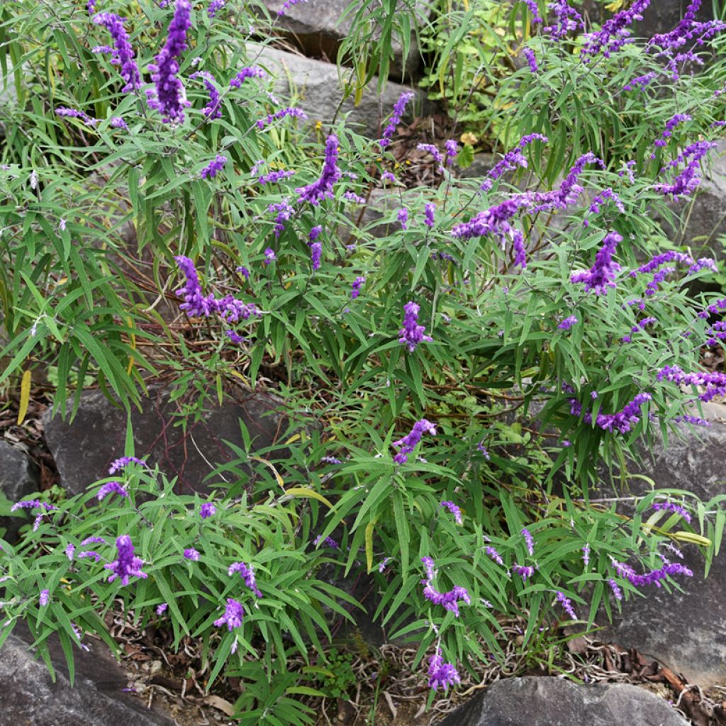 Salvia leucantha - Strauchige Salbei