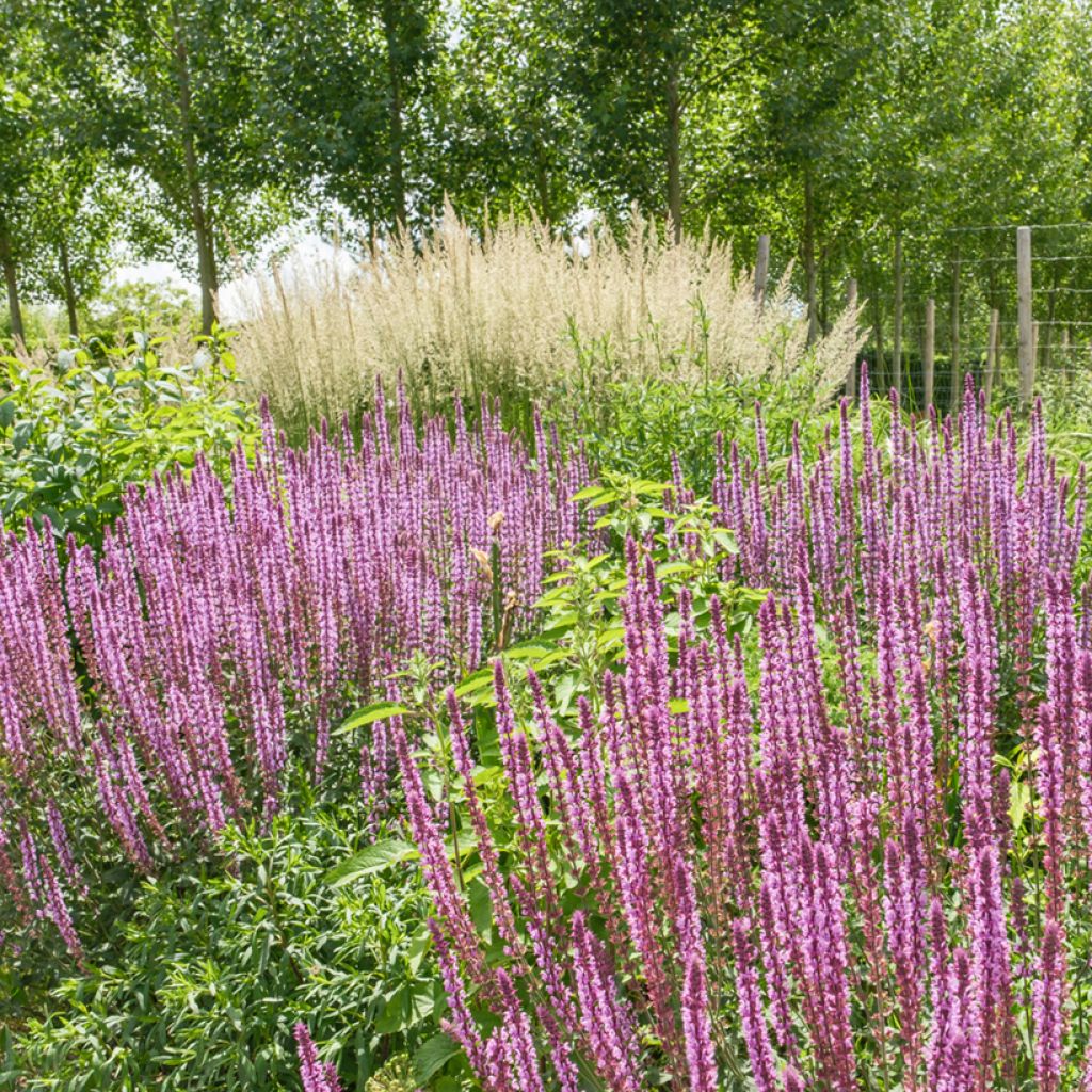 Salvia nemorosa Amethyst - Steppen-Salbei