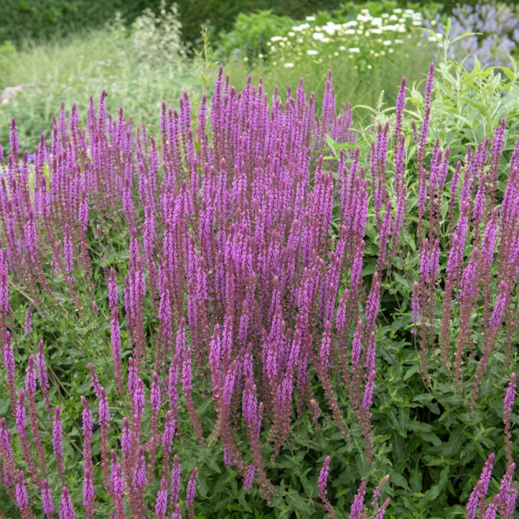 Salvia nemorosa Amethyst - Steppen-Salbei