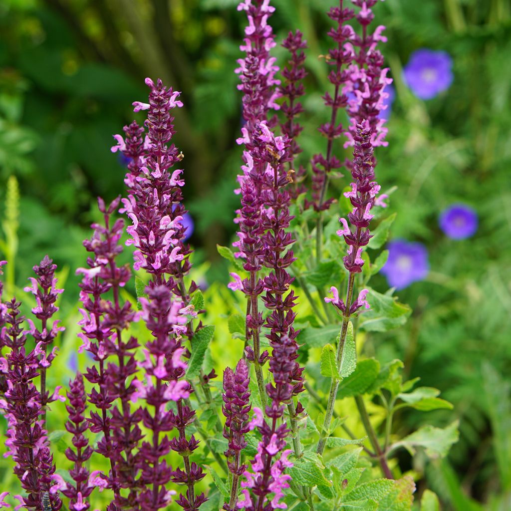 Sauge - Salvia nemorosa Caradonna Pink