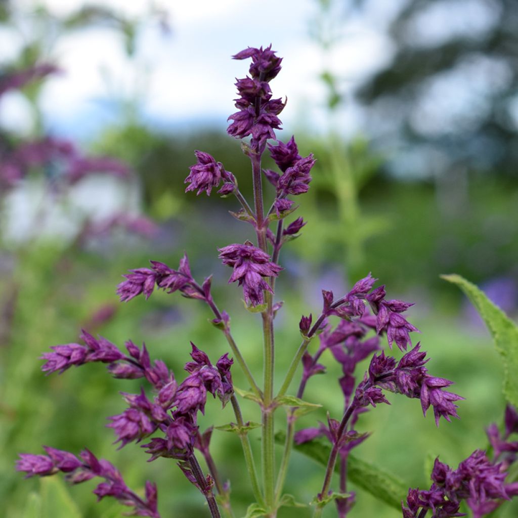 Salvia nemorosa Schwellenburg - Steppen-Salbei