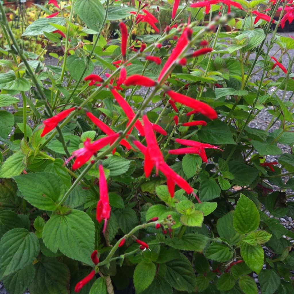 Zierlicher Salbei Tangerine - Salvia elegans