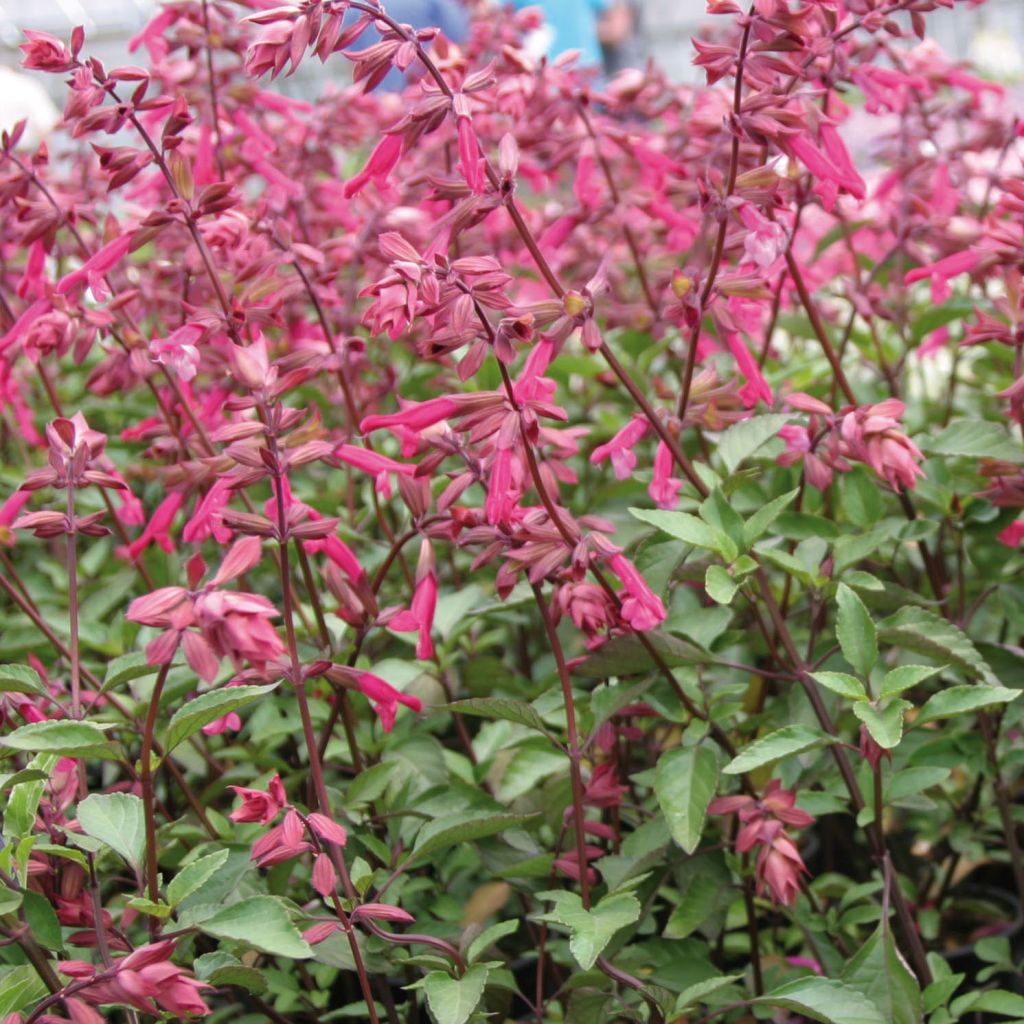 Salvia Wendy's Wish - Ziersalbei