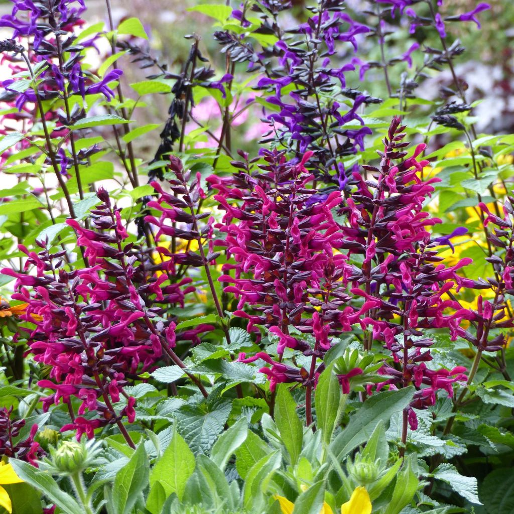 Salvia guaranitica-hybride Rockin' Fuchsia - Guarani-Salbei