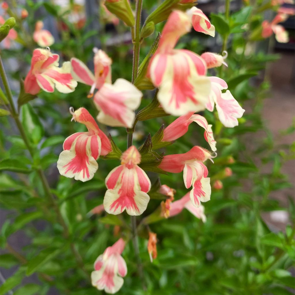 Salvia jamensis Belle de Loire