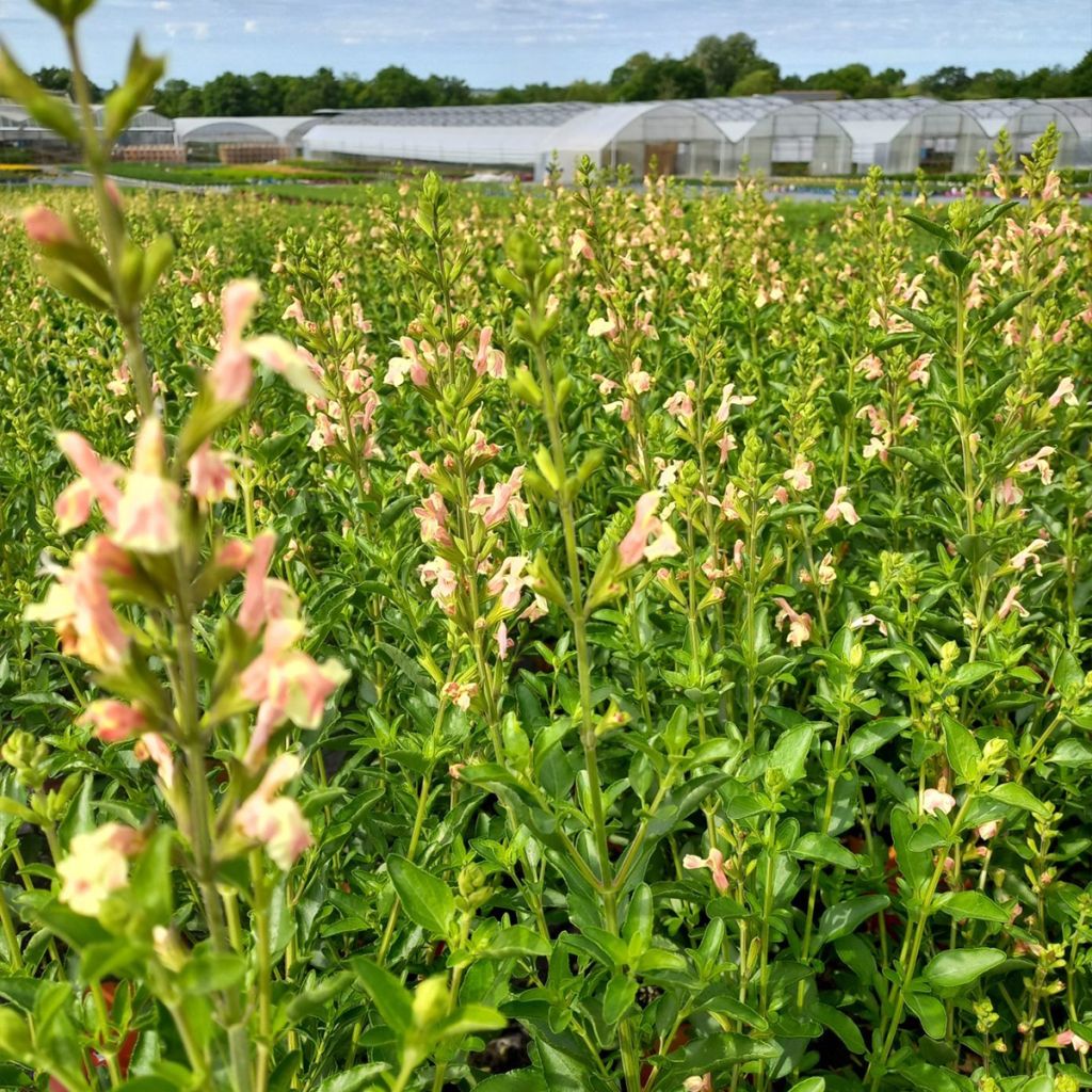 Salvia jamensis Belle de Loire