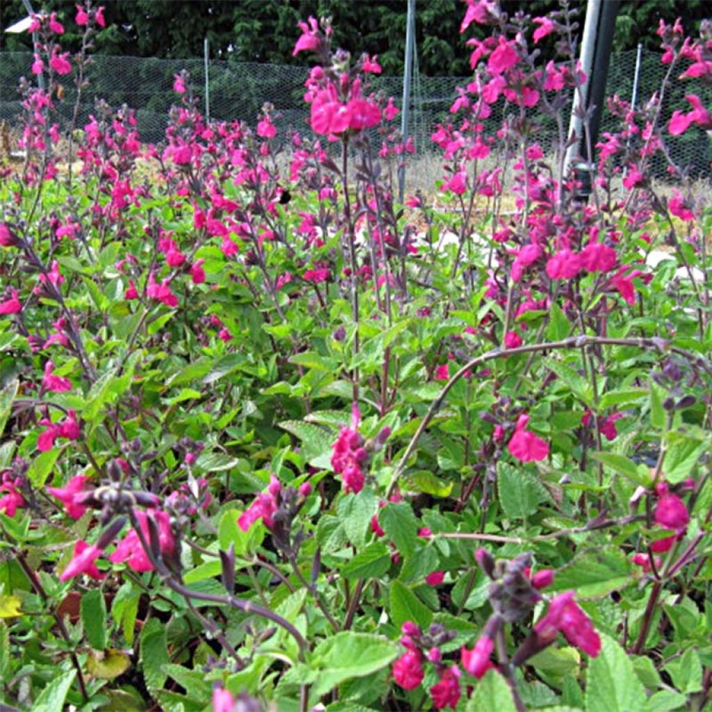 Sauge arbustive Cerro Potosi - Salvia microphylla