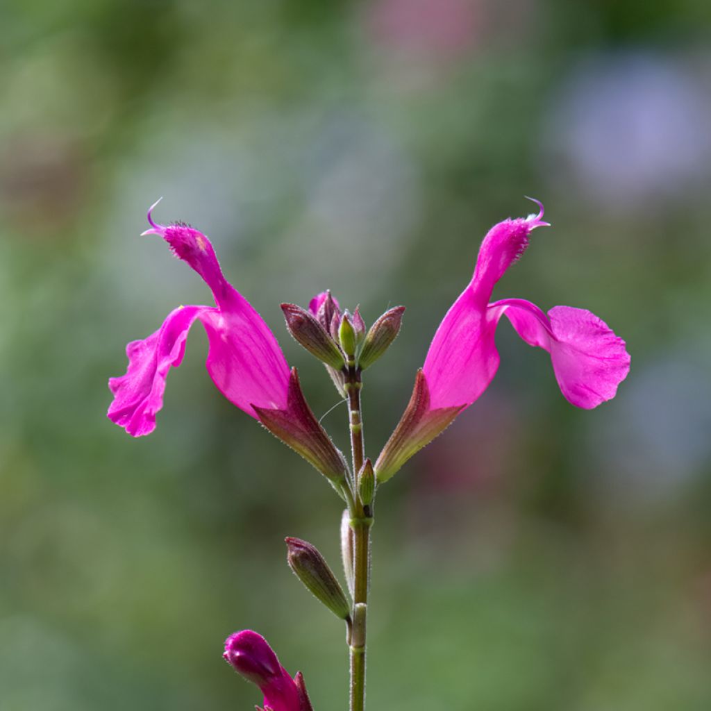 Salvia microphylla Cerro Potosi