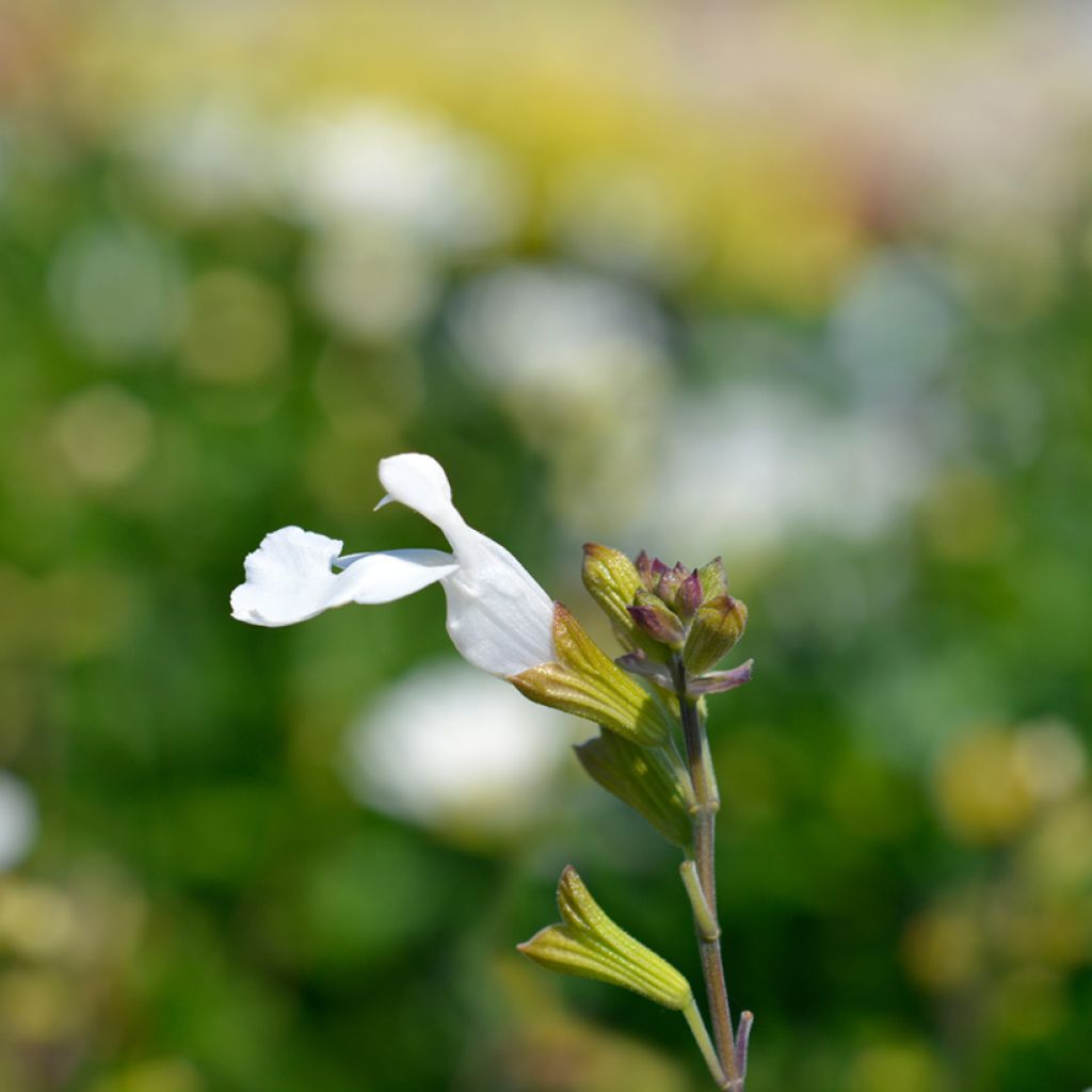 Salvia microphylla Gletsjer