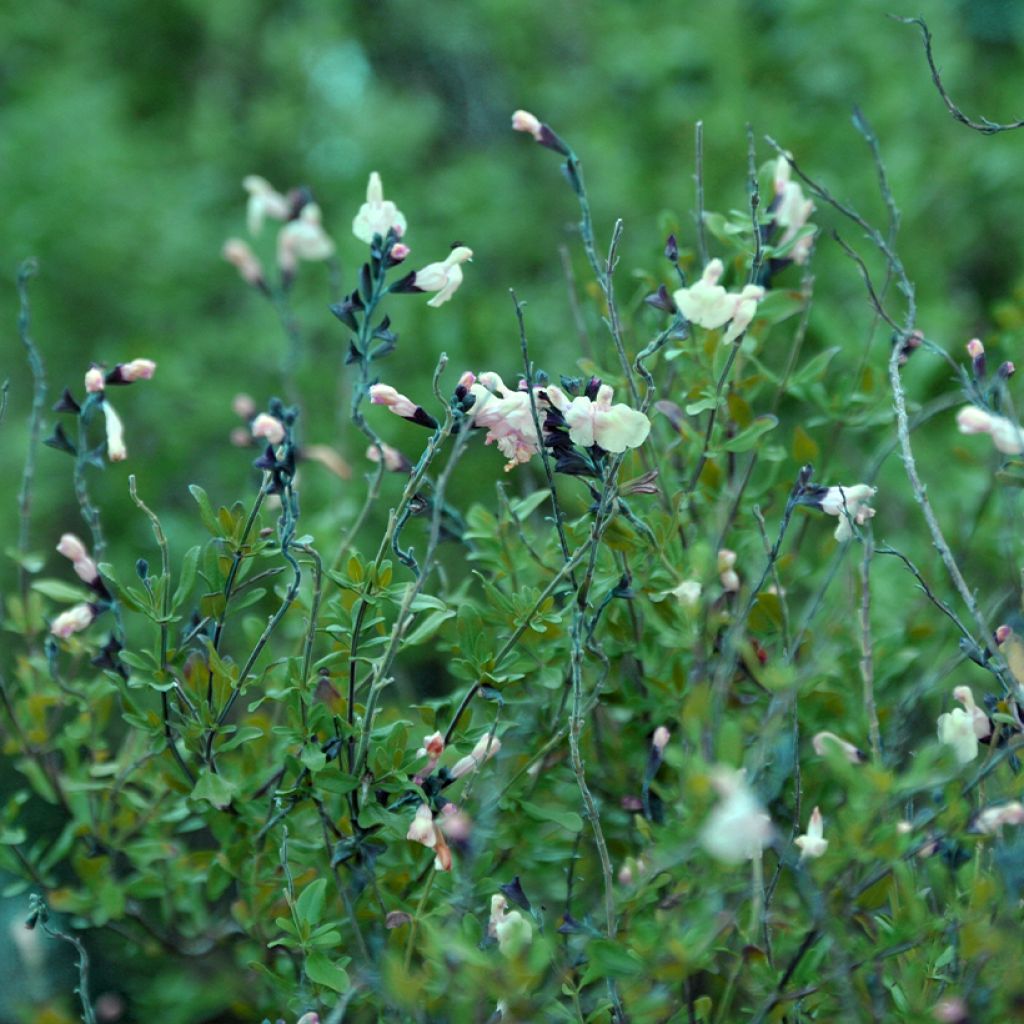 Salvia jamensis Melen